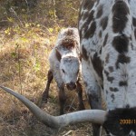 Longhorn Calf