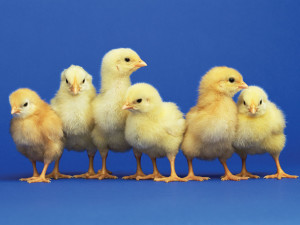 baby-chicks